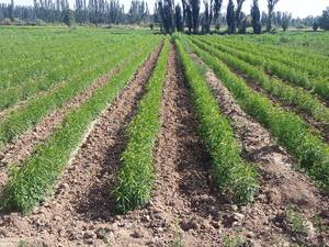 فروش گردو درجه یک در  نهالستان سبزنگین مهدیزاده