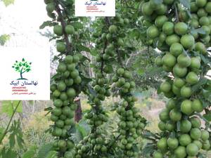 کاشت تخصصی گوجه سبز در تبریز