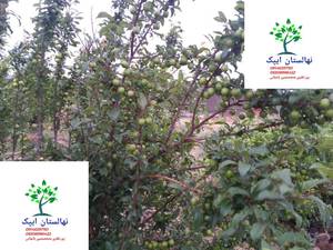 درخت گوجه سبز با آبیاری دمای مناسب