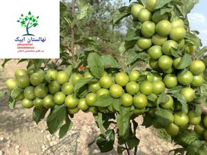 گوجه سبز نور خاک وکود لازم