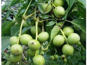 گردو کانادایی خوشه ای