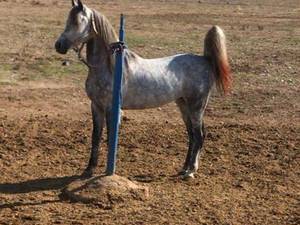 توليد اسب هاي اصيل در شیراز