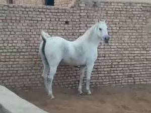 پرورش و فروش اسب سواري در فارس