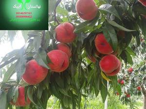 پرورش هلو دکسی رد در آذربایجان