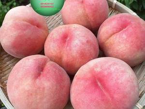 هلو اسپرینگ تایم در تبریز