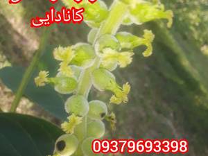 فروش گردو ژنوتیپ درکردستان