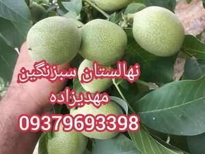 گردو ژنتیپ در میاندوآب