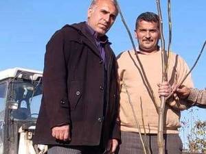فروش نهال گردو در گلستان