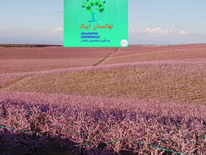 شرایط محیطی رشد هلو شلیل