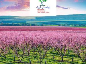 خاک مناسب کاشت هلو و شلیل