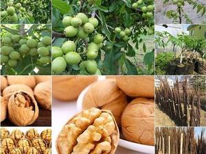 فروش انواع نهال گردو  پر مغز در قائمشهر