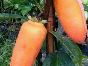 فروش نهال خرمالو موزی در قائمشهر