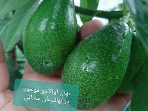 فروش نهال آووکادو در قائمشهر