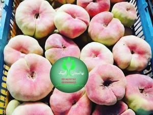 هلو انجیری قزل