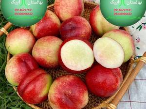 فروش و پرورش میوه شلیل نکتارد