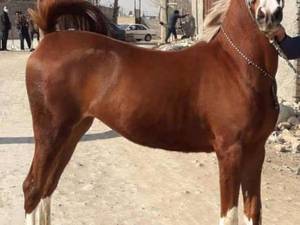 بهترین مرکز پرورش اسب در زیدآباد