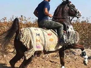 کشش با سیلمی کرد در کرمان سیرجان