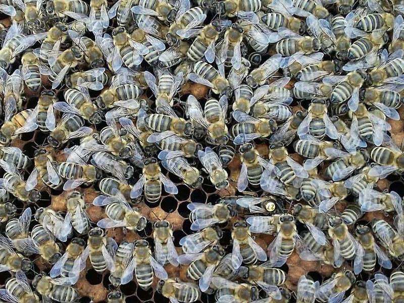زنبورهای Carnica کارنیکا در لاهیجان