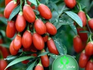 کاشت گوجه بری