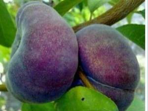 نهال هلو انجیری خونی