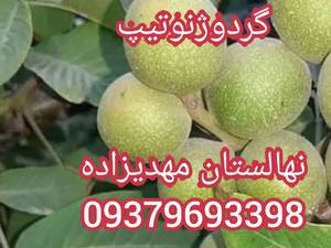 خرید نهال درنهالستان مهدیزاده