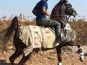 پرورش اسب عجل طاووس کره شورش