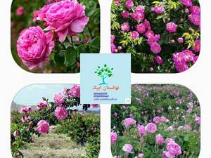 توجیهی اقتصادی گل محمدی
