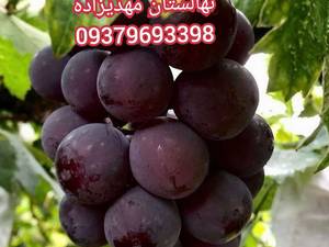 تولید پروش انواع نهال در نهالستان مهدیزاده