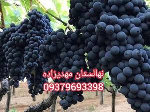 انواع انگورایرانی و خارجی در نهالستان سبزنگین مهدیزاده