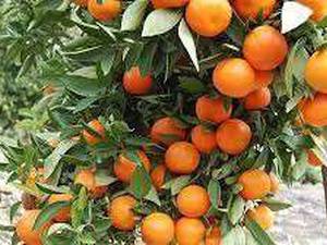 ارقام نهال مرکبات در میاندوآب