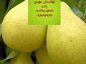 گلابی لبنان وبیروتی