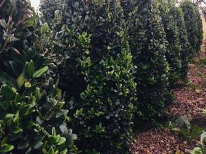 تولید و  فروش  یاس هلندی  در تنکابن