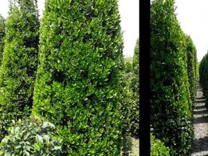 تولید و  فروش  یاس هلندی  در تنکابن