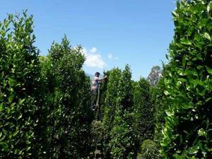 تولید و  فروش  یاس هلندی  در تنکابن