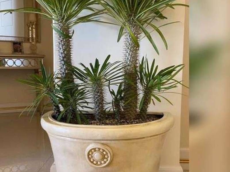 فروش نخل ماداگاسکار در تهران