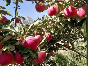 نهالستان احسان میرزایی