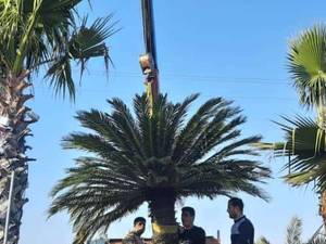 فروش سیکاس در مازندران