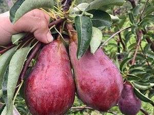 خرید نهال گلابی رد آنجو در میاندواب