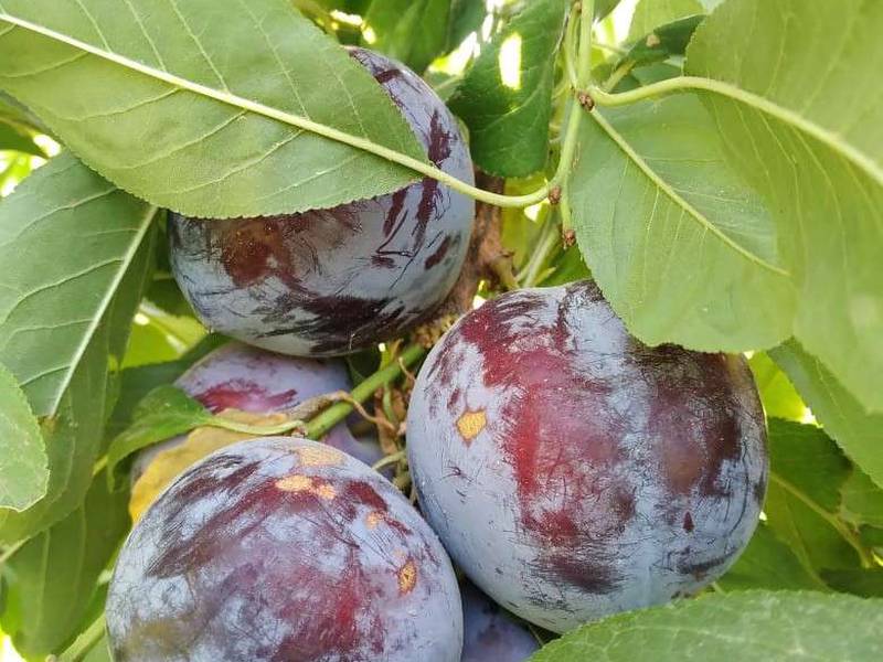 نهال شابلون آمریکایی در میاندآب آذربایجان