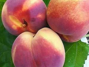 خرید نهال هلو آلبرتا در میاندواب آذربایجان