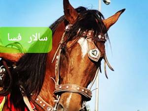 قیمت اسب سیلمی درهشوری سالار فسا
