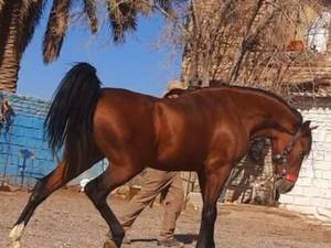 مرکز پرورش اسب در فسا