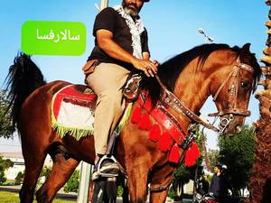 تولید و پرورش اسب در فسا