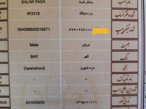 اسب سیلمی  دره شوری در فسا