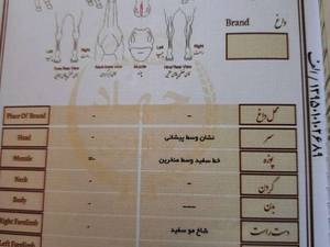 اسب سیلمی  دره شوری در فسا