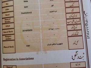 اسب سیلمی  دره شوری در فسا