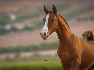 حرفه ای ترین مرکز پرورش اسب در کرد