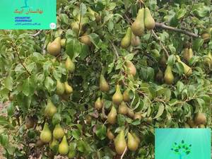 گلابی بلادی جونیور