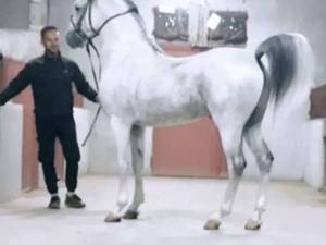 مرکز خرید  اسب سیلمی کرد در کرمانشاه