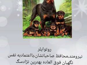 تربیت  حرفه ای  روتوایلر در گیلان
